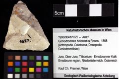 Foto (Objket + Etiketten) von ? Nodoprosopon sp. 